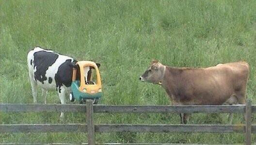 chrisdeerin's tweet image. MT @Pandamoanimum: Curiosity killed the cat but merely humiliated the cow.