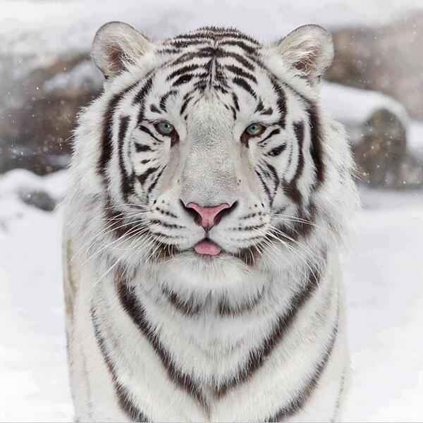 TopWorIdPics's tweet photo. Siberian Tiger http://t.co/CBiY6sy3gk