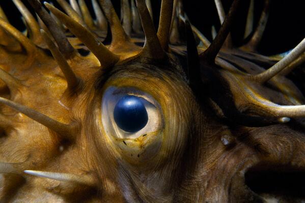 KenHerron's tweet image. My topic? AVOID the poisonous spikes of #contentmining! Tune in next Wednesday at 3ET/1PT - www2.webmasterradio.fm/mobile-presenc…!