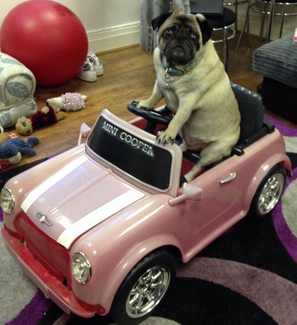 Smiling_Bright's tweet image. #puglife #pug