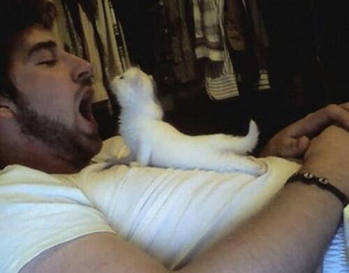 LoveMeowdotcom's tweet photo. His new yoga instructor. (via http://t.co/9ysXi0gDIg) http://t.co/brzQLPMmw1