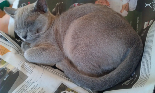 Steidzami vajadzīgs kaķu asins donors manam kaķim, saindējusies. Kaķi 1-6g, vakcinēts, līdz 5 kg atsaucies! Pls RT