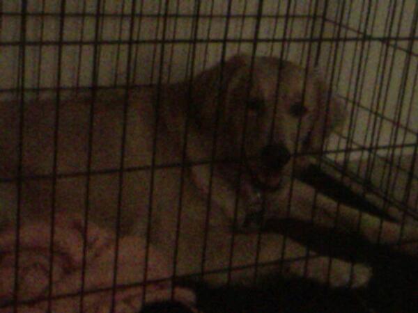 maggie_021's tweet photo. Still need to find a home for Lily. If anyone wants her or can help me find a home for her I'd be very greatful. http://t.co/0WXwXK5gzz