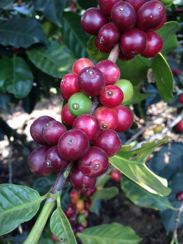 sandyandlucky's tweet photo. #sbuxpartnerchat the cherries here at Hacienda Alsacia! #coffeejourney http://t.co/l6HSsFQUfh