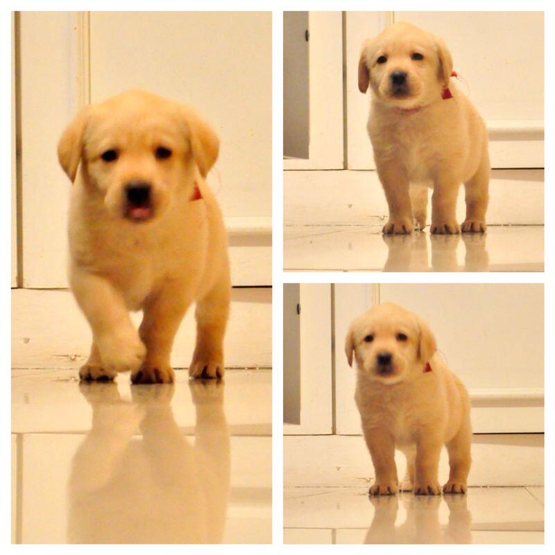 Labrador 40 sale days puppy