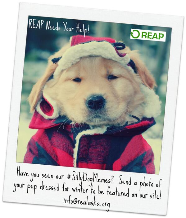 Send us photos of your pup dressed for winter and they could be in our next #EnergyEfficiency meme! #SillyDogMeme