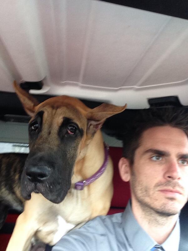 ShaunKanary's tweet image. Talk about a back seat driver... #GreatDaneProblems