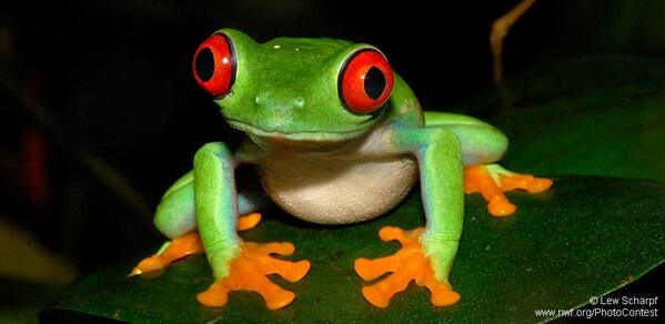 NWF's tweet photo. Red-eyed tree frogs for kids. Well, everyone. http://t.co/kq8WZg26L5 http://t.co/XnhmBbToKB