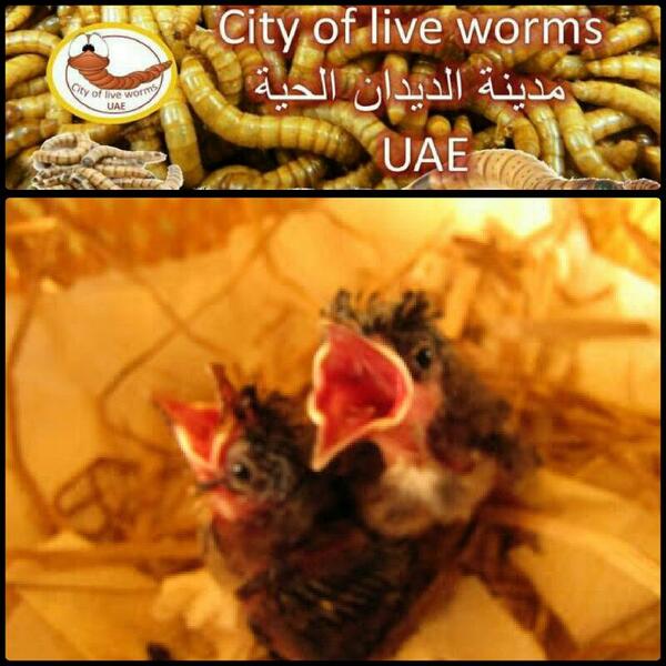 worms4me's tweet image. 