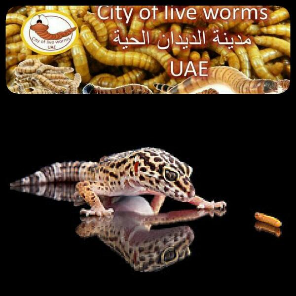 worms4me's tweet image. City of live worms live worms-for sale UAE
مدينة الديدان الحية -للبيع ديدان حية لدينا أفضل النوعية من الديدان الحية