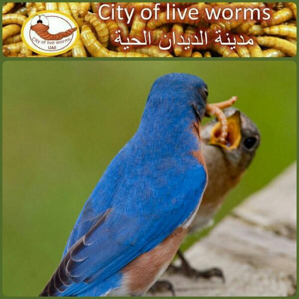 worms4me's tweet image. City of live worms live worms-for sale UAE
مدينة الديدان الحية -للبيع ديدان حية لدينا أفضل النوعية من الديدان الحية