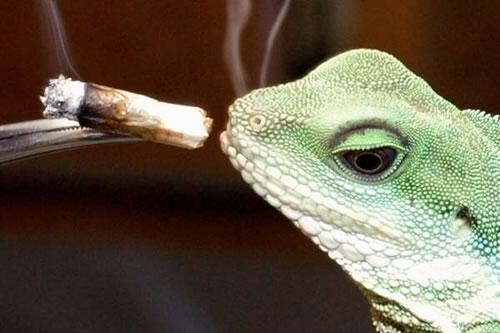 HIGH_TIMES_Mag's tweet photo. #Happy420 Be a good friend today and help a guy out! http://t.co/YV0cSw00dF