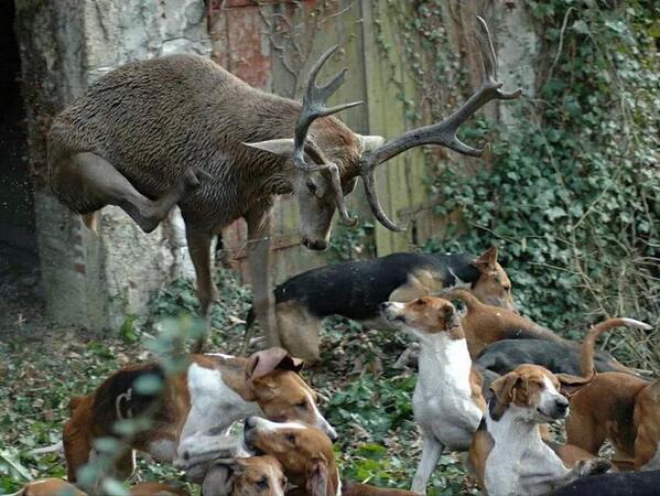 FotosCazaMayor's tweet photo. "@recg69: Apretado!!!es poco http://t.co/0DduAOe8jy"