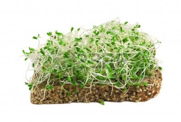 最速 アルファルファ 栄養