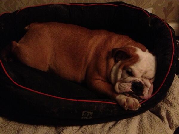 I'm catching up on some sleep... It's been a big week for me! #Bulldog #CuteBulldog