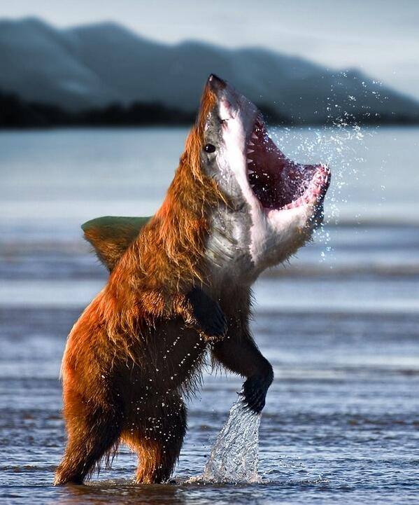 MikeyGAllen's tweet photo. Rawr! #bearsharkisreal http://t.co/7TaKuqPA4b