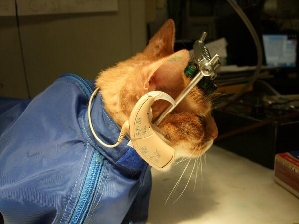 животные после экспериментов. опыты на лабораторных животных. опыты на животных кошки. тестирование косметики на животных. тестируют косметику на живот.