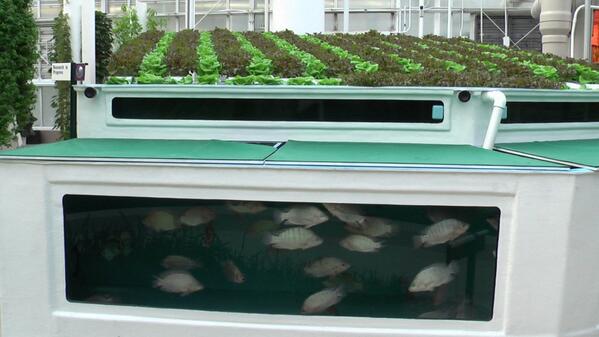 hydroexpert's tweet photo. Water temps need to be 70-74F (21-23.3C) for lettuce, which is the same as Tilapia prefers. #aquaponics #aquaponic http://t.co/jAr4mC6RMl