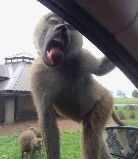 I spotted Miley Cyrus twerking it at tha zoo #MileyCyrus