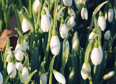 暦生活 今日の誕生花は スノードロップ 花言葉は 希望 です 花 が咲くのは1月から3月 厳しい寒さにも負けず 雪の中でも白い花を咲かせます 雪のしずく という名前の通り 雪のような美しい白いお花です Http T Co Cdtqohylzc Twitter