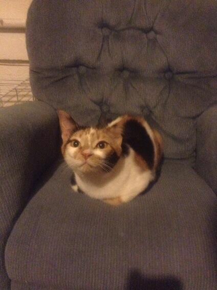 ManilanH's tweet image. #cat #tinychair