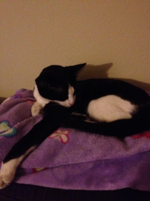 You'd never know that she just spent the past two hours attacking me. What a cutie <3 http://t.co/Qo<a href="/tag/comehomegato"class="tags"><span>#comehomegato</span></a>