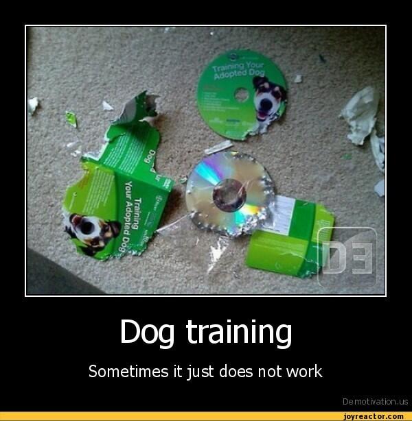 TXDogTraining's tweet image. # txdogtraining