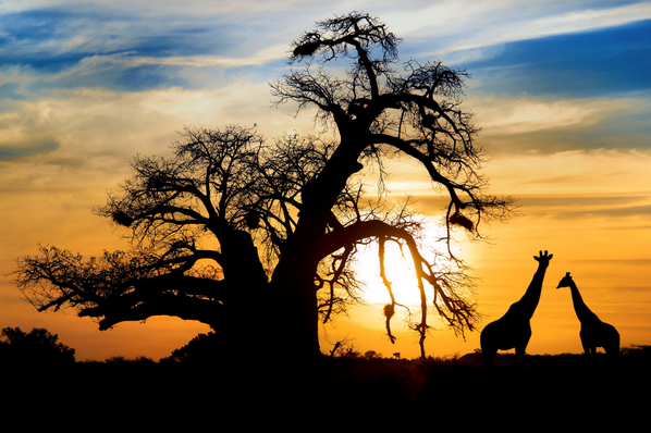 If I could travel anywhere to see animals in their natural habitat, I would choose ______.