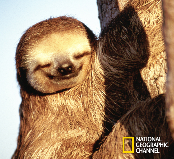 NatGeoTVBrasil's tweet photo. #FotoNatGeoDoDia A primeira semana útil do ano já deixou você cansado? Faça como o bicho-preguiça e descanse! http://t.co/xOUgW3LpCB