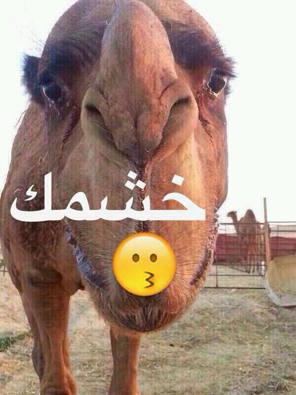 FhadMaha tweet picture