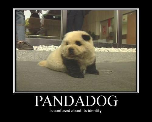 GamePanda1's tweet photo. Pandadog :O Visit http://t.co/76EHuBnEzr http://t.co/tf1foNBqUp
