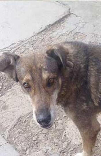 antena3com's tweet photo. 'Hachi', el perro que llora cada día en el lugar donde murió su amo hace cinco años http://t.co/SqiJf2KNAq http://t.co/hCgg5SP4yB