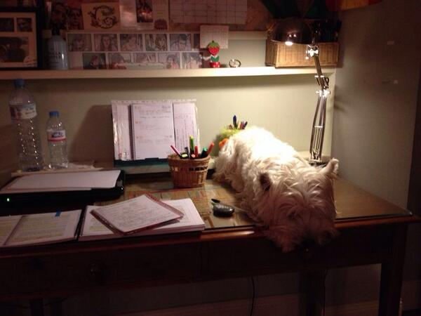 JolinLima's tweet photo. Que buen compi de estudio me he buscado!! Jajaja http://t.co/nqQG1fPT95