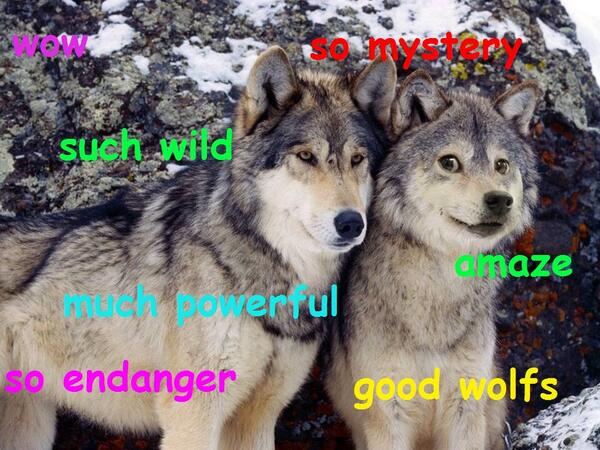 TeenDoge's tweet photo. Such wild, so endanger. Wow. So mystery. #TeenDoge http://t.co/gurarbCNUS