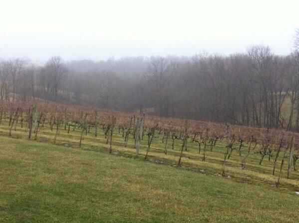 Anyone else think vineyards are beautiful in the winter? #dormantvines