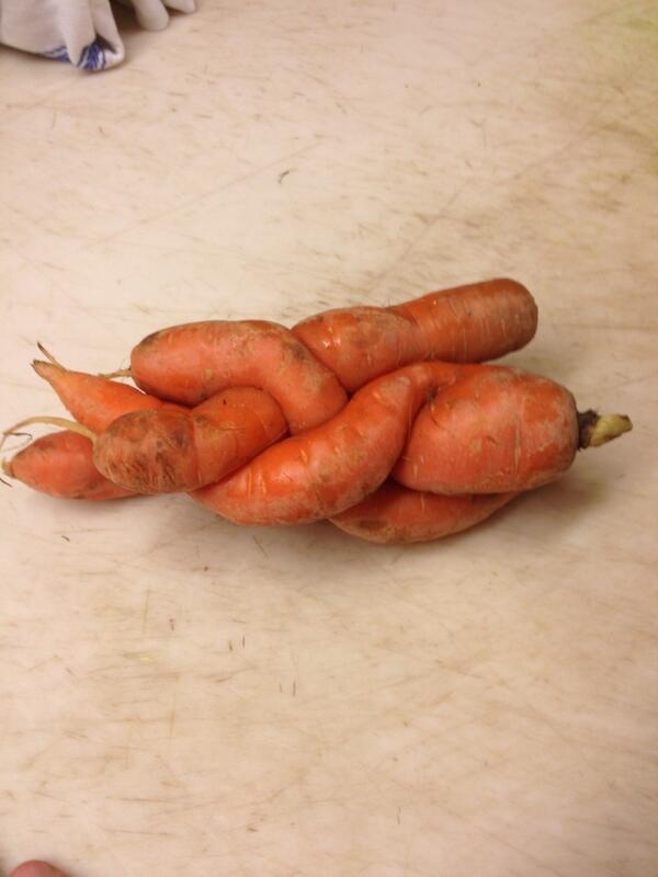 funguychef's tweet image. #carrotorgy, courtesy of Brookford Farm