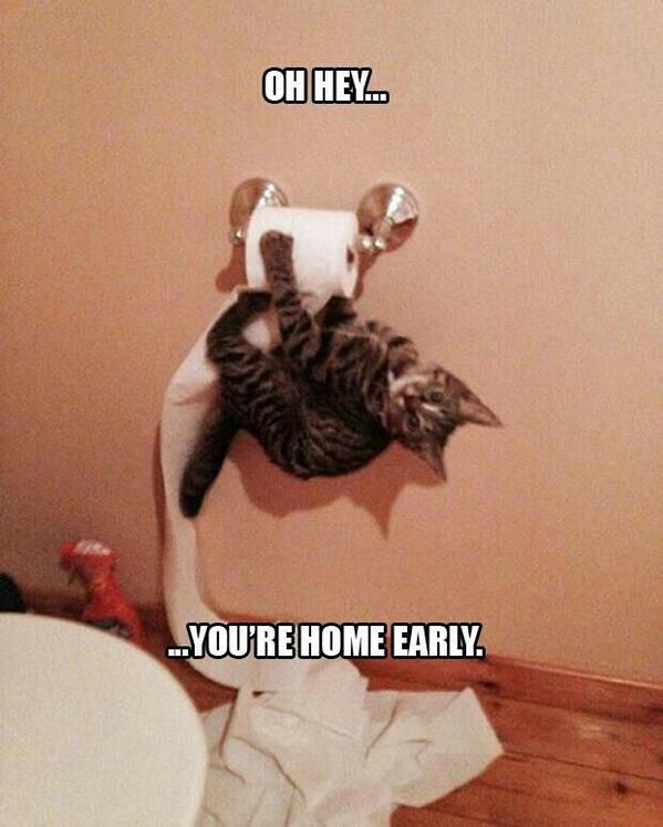 spike_cat's tweet photo. Go forth mischeffers and conquer!  #wlf http://t.co/0u5AkJkcW9