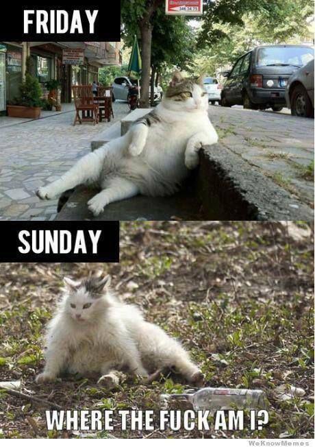 ZachPak1409's tweet photo. “@MensHumor: Every Weekend. http://t.co/g9MAvEPUlf” @TheKnowltonator @jcatalano11 @RileyStandridge