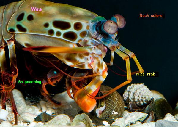 sarahkeartes's tweet photo. ha MT @wiredscience: .@mrMattSimon says mantis shrimp = honey badger? So 2011. Meet Shrimpe http://t.co/NtDTCDwU1d  http://t.co/l9lkqiS0IJ