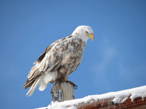 USFWS_PSW's tweet image. The very rare leucistic bald eagle has once again found its way back to the Klamath Basin. Photo: J Donaldson
