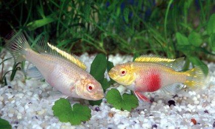 Крибенсис - идеальная цихлида
practical-fishkeeping.ru/publ/3-1-0-39