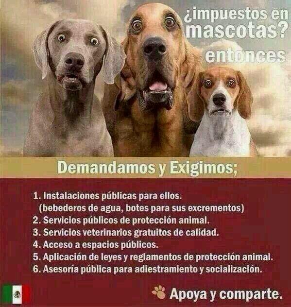 Vivalyk's tweet image. Pasa la voz!! @WawaPetMx @wallyChindas @SiempreATu_L @yahirmusic @YuririaSierra @yolandandrade @_Maniguis