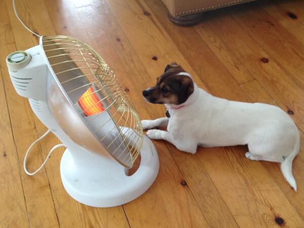 markworld's tweet photo. The dogs most recent solution to the lack of propane delivery from #LevacPropane http://t.co/ATWlmYNaOI