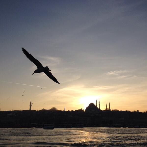 ewenmerry's tweet photo. Seagull over Bosphurus #Istanbul #slyline http://t.co/TSwdSc2jSt