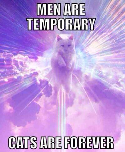 miller_4664's tweet photo. Being a crazy cat lady is probably my future.... http://t.co/VRzwfdShZZ