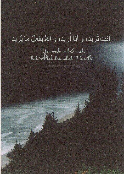 الصقر tweet media