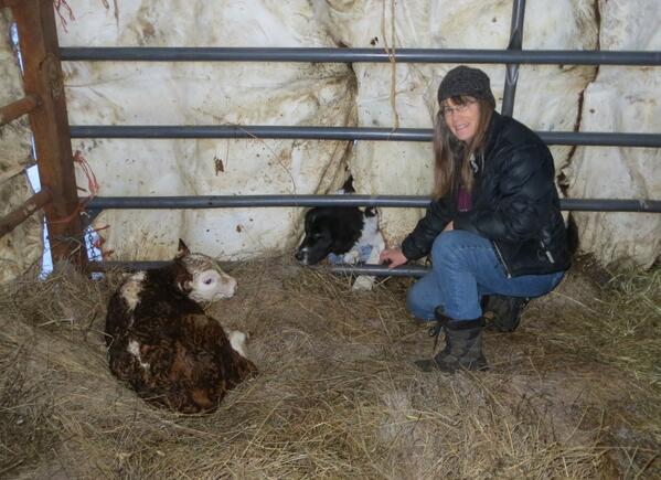 OttoKilcher's tweet photo. First calf of the new year, a real cutie. Mild weather nice for this. http://t.co/ZUE6uFMBnG