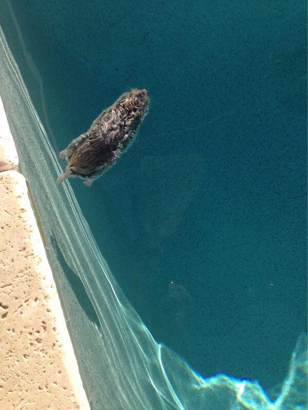 BrandtSnedeker's tweet image. Jumped In the pool and found this little furry guy waiting on me.. #notasquirrel