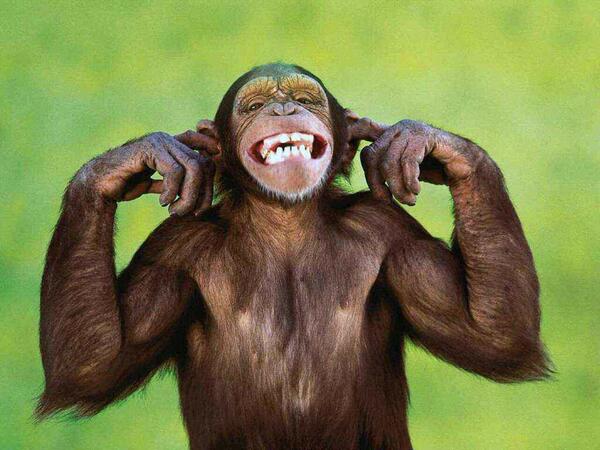 Animals Smiling (@AnimalSmiling) / Twitter Animals Smiling (@AnimalSmiling) / Twitter