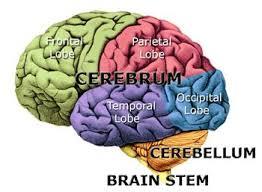 EWorkGroup's tweet photo. The Qur’an on the Cerebrum: من إعجاز القرآن عن المخ -  http://t.co/WxNtEV28if http://t.co/rV5544S1M7